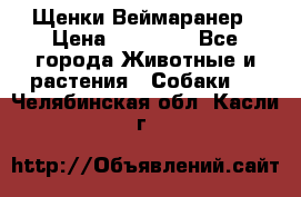 Щенки Веймаранер › Цена ­ 40 000 - Все города Животные и растения » Собаки   . Челябинская обл.,Касли г.